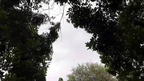 Trees blowing in the rain with a cloudy sky Stock Footage 291600005