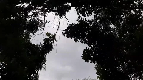 Trees blowing in the rain with a cloudy sky Stock Footage 291600007