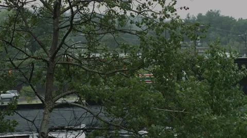 Trees Blowing in The Rain Stock Footage 40846281