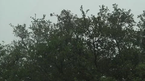 Trees blowing in the rain Stock Footage 57360006