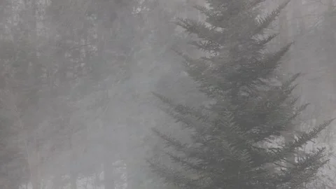 Trees with blowing snow Stock Footage 169418404