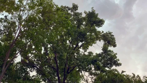 Trees blowing in storm Stock Footage 111214741