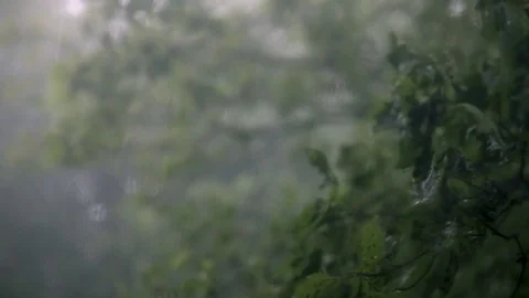 Trees Blowing In Storm Out Window 03 Stock Footage 76323623