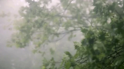 Trees Blowing In Storm Out Window 02 Stock Footage 76323628
