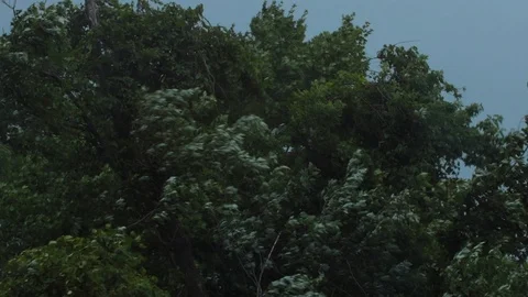 Trees blowing in storm with rain Stock Footage 92589380