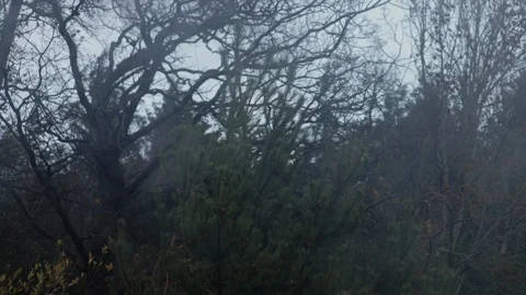 Trees blowing in the stormy wind with a pine cone tree in the middle of the shot Stock Footage 101761724