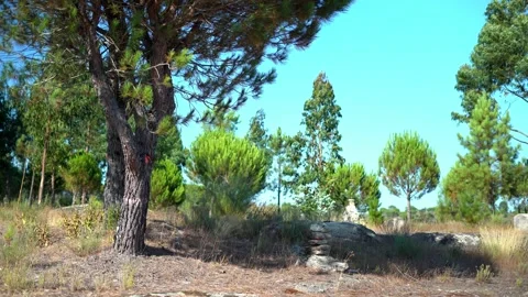 Trees Blowing in the Wind - 4K Stock Footage 159374335