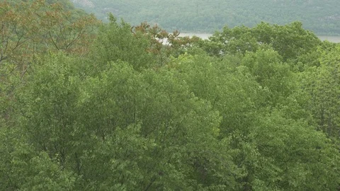 Trees Blowing in the Wind above a River Stock Footage