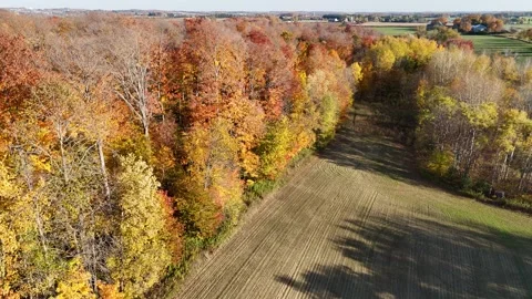 Trees Blowing In the Wind In Autumn Stockbeeldmateriaal 253949115