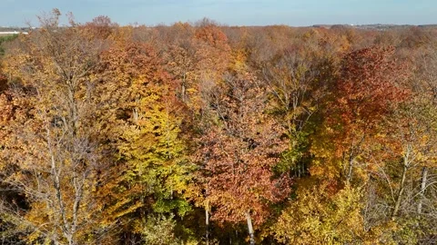 Trees Blowing In the Wind In Autumn Stockbeeldmateriaal 253949145