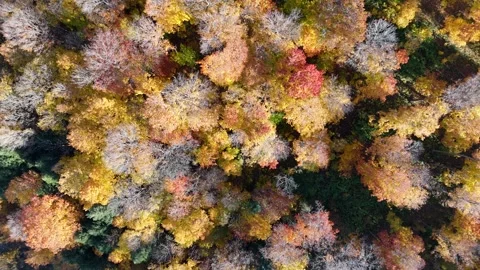 Trees Blowing In the Wind In Autumn Stockbeeldmateriaal 253949166