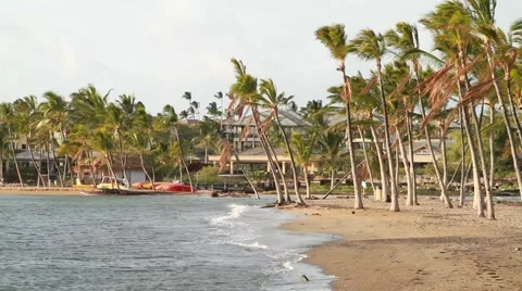 Tree's blowing in wind A-Bay in Hawaii Stock-Footage 42039892
