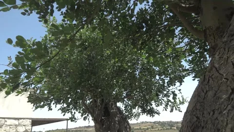 Trees blowing in the wind with blue sky Stock Footage 179509302
