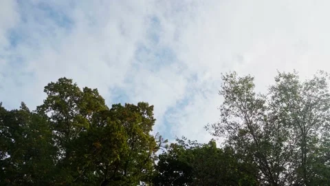 Trees Blowing in Wind With Blue Sky Stock Footage 196741183