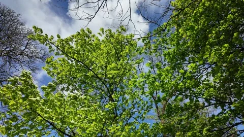 Trees blowing in wind with blue sky and clouds Stock Footage 274437946