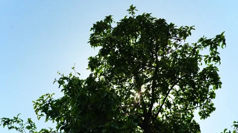 Trees blowing in the wind with blue sky. Blue sky seen through treetops. Stock Footage 278424380