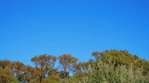 Trees blowing in the wind with clear skies Stock Footage 108651347