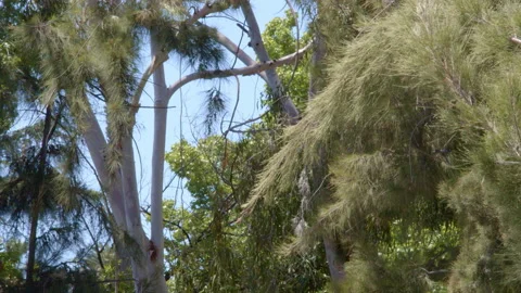 Trees blowing in the wind close up leaves Video stock 130764849