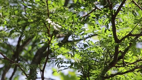 Trees blowing in the wind with depth of field and crisp focus Vídeo Stock 78589637