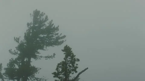 Trees blowing in wind during fog and rain storm Stock Footage 232443000