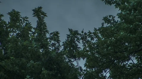 Trees blowing in the wind during a storm Stock Footage 91511919