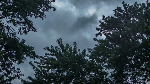 Trees blowing in the wind during a storm Video stock 91522191