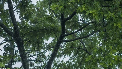 Trees blowing in the wind during a storm Video stock 91548946
