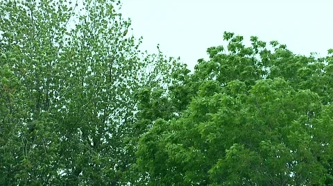 Trees blowing in the wind 動画素材 459743