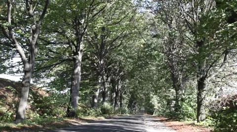 Trees blowing in the wind Stock Footage 30841556