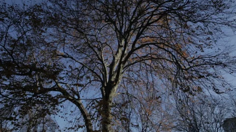 Trees blowing in the wind Видео 34028056