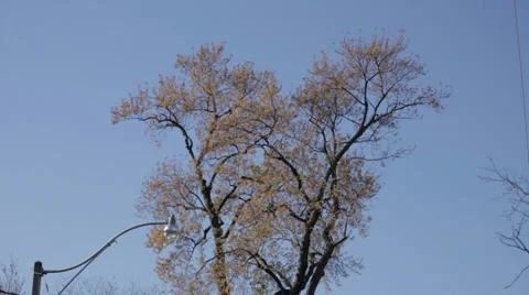 Trees blowing in the wind Видео 34028113