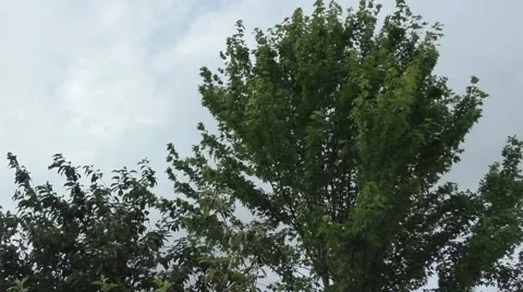 Trees blowing in the wind Stock Footage 52338966