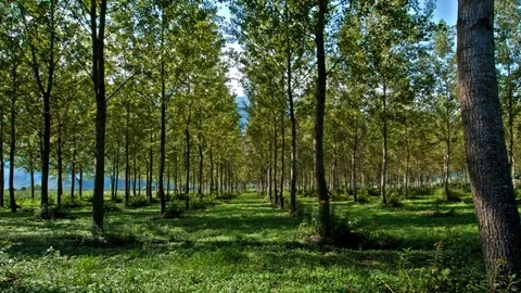 Trees blowing in the wind Stock Footage 94713938