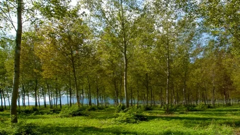 Trees blowing in the wind Stock Footage 94713944