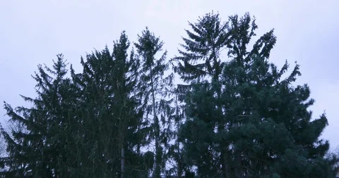 Trees blowing in wind Stock Footage 104369223
