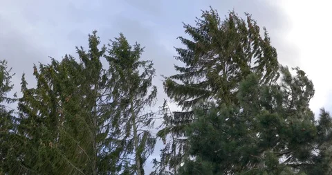 Trees blowing in wind Stock Footage 104454388