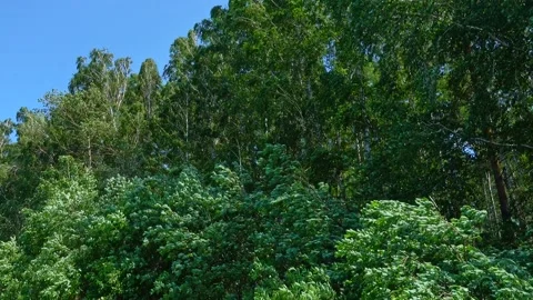 Trees blowing in the wind Stock Footage 132877745