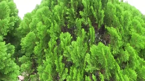 Trees blowing in the wind Stock Footage 142969769