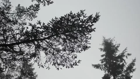 Trees blowing in the wind. Stock Footage 197002884