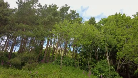 Trees blowing in the wind Stock-Footage 200846123