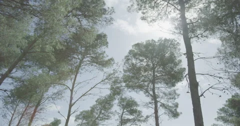 Trees blowing in the Wind Stock Footage 203906695