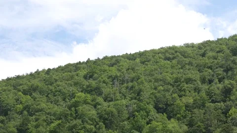 Trees blowing in the wind Video stock 326821531