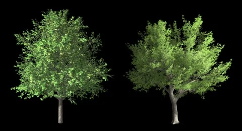 Trees blowing in wind, isolated on a black background Stock Footage 48614110