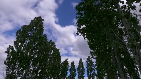 Trees blowing in wind low angle Stock Footage 76406415