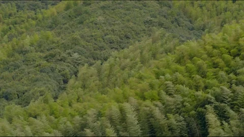 Trees Blowing in the Wind Mountain Hilltop 库存影片 239693748