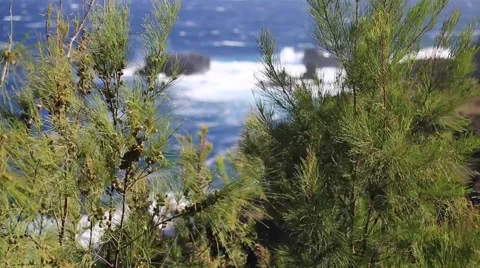 Trees blowing wind ocean shore Stock Footage 57403820