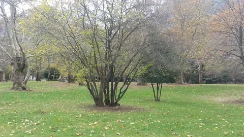 Trees blowing in the wind at a park Stock Footage 99118428
