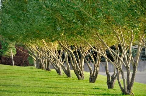 Trees blowing in the wind Stock Photos