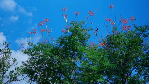 Trees blowing in the wind on a summer day Stock Footage 260366456