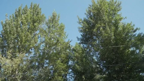 Trees blowing in the wind sunny day (dutch angle Pans Stock Footage 115051595